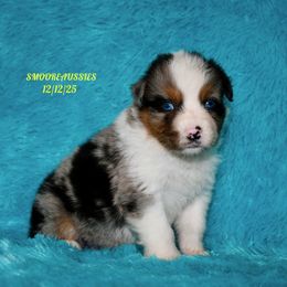 BLUE MERLE MALE 2 - Blue merle male Australian Shepherd puppy in Douglas, Georgia from Smooreaussies