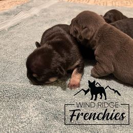 French Bulldog Puppies from Wind Ridge Frenchies