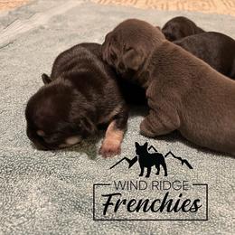 French Bulldog Puppies from Wind Ridge Frenchies
