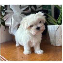 Millie - White female Maltese puppy in Jacksonville, Alabama from Regal Maltese