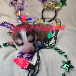 Girl 1 - Red and white female Siberian Husky puppy in Terre Haute, Indiana from April's Huskies
