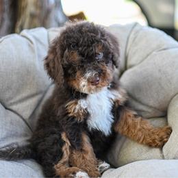 Wyatt - Brown male Bernedoodle puppy in Ogden, Utah from Stanger Farms