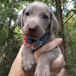 Multi (Previously Dark Pink) Collar Girl - Weimaraner puppy from Upstate Weims