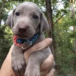 Multi (Previously Dark Pink) Collar Girl - Weimaraner puppy from Upstate Weims