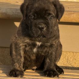 Blue - Gray brindle male Cane Corso puppy in Williamstown, Kentucky from Ridge Top Cane Corso