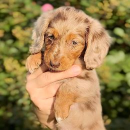 Cinnamon - Chocolate and tan female Dachshund puppy in Fayetteville, Arkansas from Natural State Dachshunds