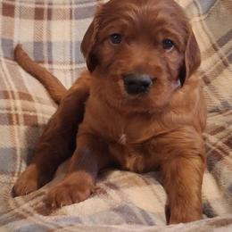 Purple collar Female - Mahogany female Irish Setter puppy in East Bloomfield, New York from Down East Setters