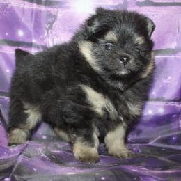 Lexie - Black and tan female Pomeranian puppy in Memphis, Michigan from Magix'z Pomeranians