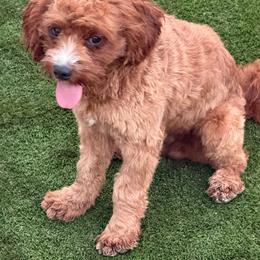 Woody - Cavapoo