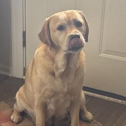 Eliza - Labrador Retriever