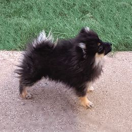Pomeranians from Bombcity Pomeranians
