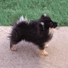 Pomeranians from Bombcity Pomeranians