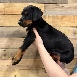 Fruity - Black and rust female Doberman Pinscher puppy in Croswell, Michigan from Exceptional Dobermans