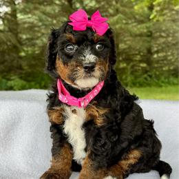 Pink - Tri-color female Bernedoodle puppy in Hesperia, Michigan from Red Acres Poodles & Doodles