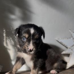 Stripe - Black tri male Miniature Australian Shepherd puppy in Queen Creek, Arizona from Arizona Aussies