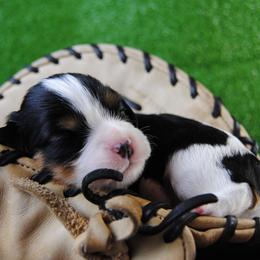 Girl 1 - female Cavalier King Charles Spaniel puppy in Mountain Grove, Missouri from Dogwood & Sassafras Companions