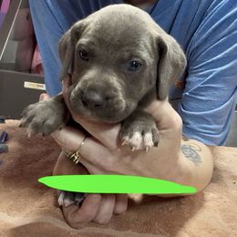 Green Collar - Blue male Mountain Cur puppy in Georgetown, Ohio from Walnut Ridge Mountain Curs