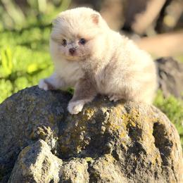 Burke - Lavender male Pomeranian puppy in Stockton, California from Pommiepalace