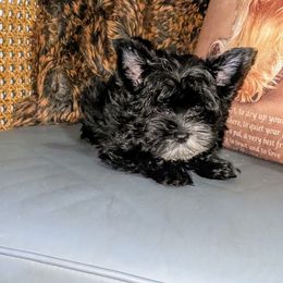 Shih Tzu and Yorkshire Terrier Puppies from Ali Paws Acres