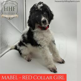 MABEL - Red Collar Girl- Black Tri - Parti female Poodle puppy in Charlo, Montana from Heavenly Hilltop Farm