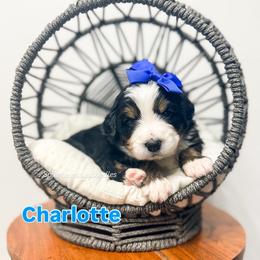 Charlotte - Tri-color female Bernedoodle puppy in West Haven, Utah from Split Mountain Doodles