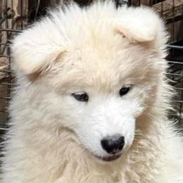 Bronze Girl - White female Samoyed puppy in Hellertown, Pennsylvania from O’blako Samoyeds