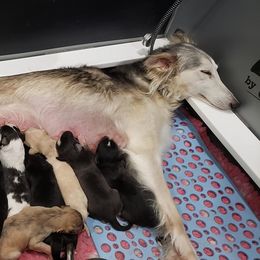 Silken Windhound Puppies from Silken Agents of CSBeck