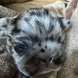 Benny - Black and white male French Bulldog puppy in Shakopee, Minnesota from Fishie's Frenchies