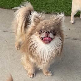 Sunny - Chihuahua