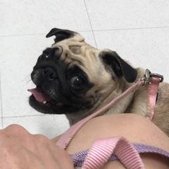 Rosie - Pug