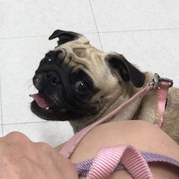 Rosie - Pug