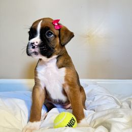 Violet - Fawn female Boxer puppy in Garland, North Carolina from Magen's Boxers