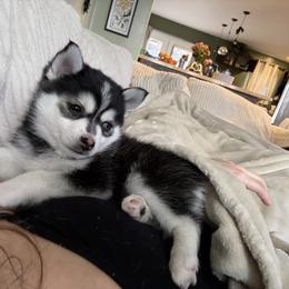 Aurora - Black and white female Pomsky puppy in Valparaiso, Indiana from Valparaiso Pomskys