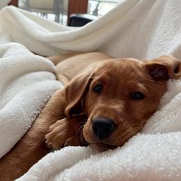 Labrador Retriever Puppies from Dan's Labrador Retrievers