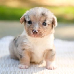 Thistle - Blue merle and white male American Corgi puppy in Plains, Montana from Diamond Corgis