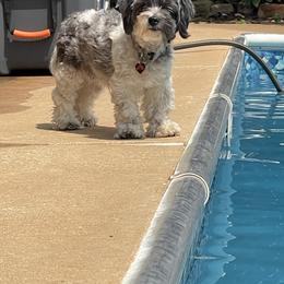 Shorkie All Grown Up from Roover's Oklahoma Shorkies