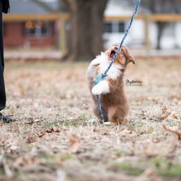 Australian Shepherd Puppies from Skyborne Australian Shepherds