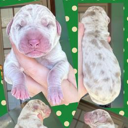 SIMBA - Silver male Great Dane puppy in Wellsville, New York from Prophecy Danes