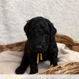 Yellow Boy - Black male Goldendoodle puppy in Carthage, Tennessee from Willows Doodles
