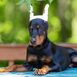 Black girl - Dark green collar - Black and rust female Doberman Pinscher puppy in Old Bridge, New Jersey from Wizard Ost Revolution kennel