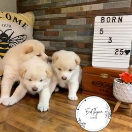 Shiba Inu Puppies from EndThyme Acres