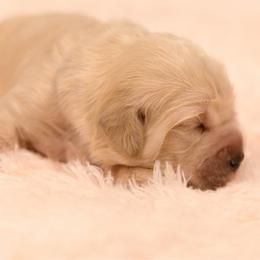 Girl 3 - Light golden female Golden Retriever puppy in Hayward, California from East Bay Golden Retrievers