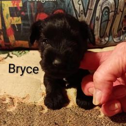 Bryce - Black male Miniature Schnauzer puppy in Midland, Texas from Shebbies Puppy Palace