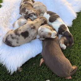 Dachshund Puppies from Collier Dachshunds