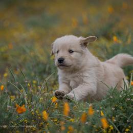 Golden Retriever Puppies from AmazingK9s