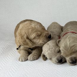 Goldendoodle Puppies from Lykeable Farms