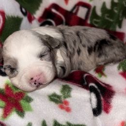 Opal - Blue merle female Aussiedoodle puppy in Missouri from Mini AussieDoodles on Meadow Lane