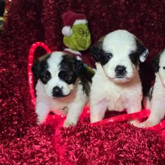 Saint Berdoodle and Saint Bernard Puppies from PNW Saint Berdoodles