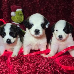 Saint Berdoodle and Saint Bernard Puppies from PNW Saint Berdoodles
