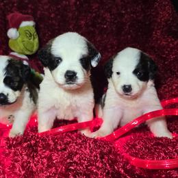 Saint Berdoodle and Saint Bernard Puppies from PNW Saint Berdoodles